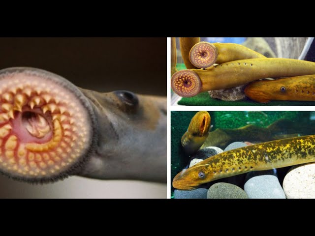 ⁣Effort underway to contain spike in sea lamprey