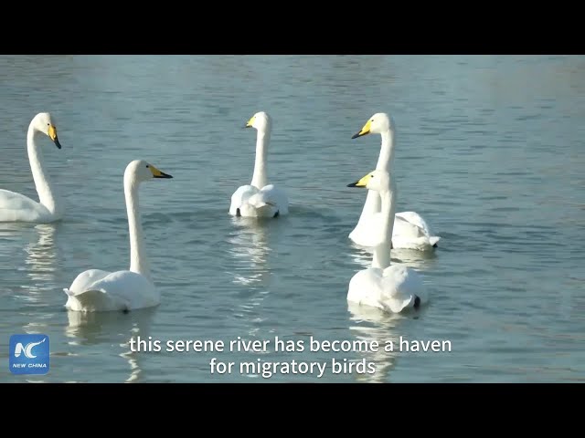 ⁣Xinjiang's Kaidu River welcomes swans for winter migration