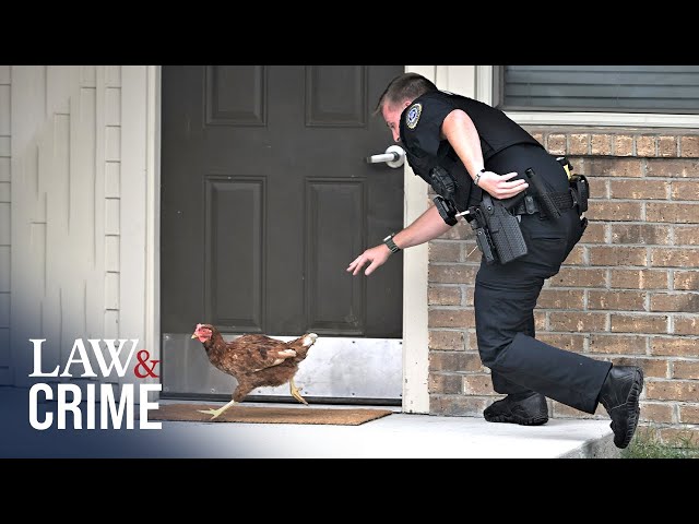 ⁣Caught On Bodycam: Police Face Off with Animals On the Run