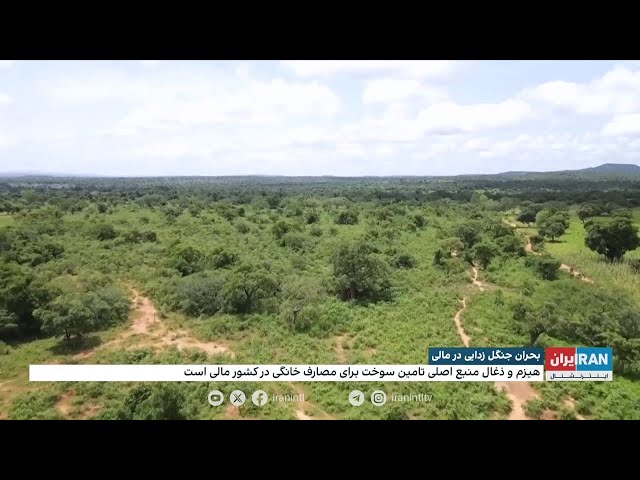 ⁣بحران جنگل‌زدایی در مالی