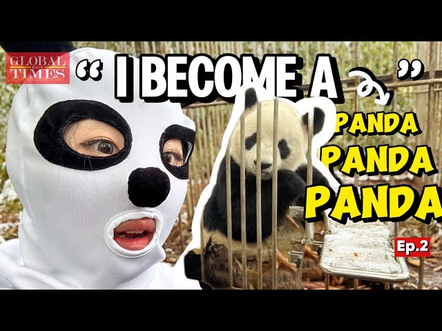 ⁣Panda rewilding program? First step: become a panda! ｜Panda Diaries Ep.2