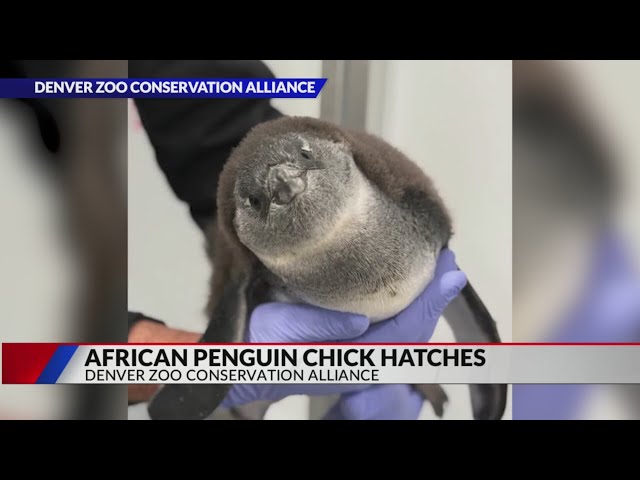 ⁣African penguin chick hatches at Denver Zoo