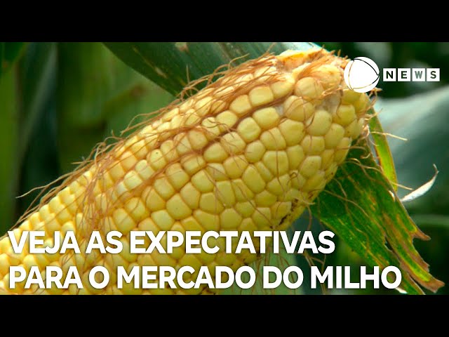 ⁣Saiba quais são as expectativas para o mercado do milho