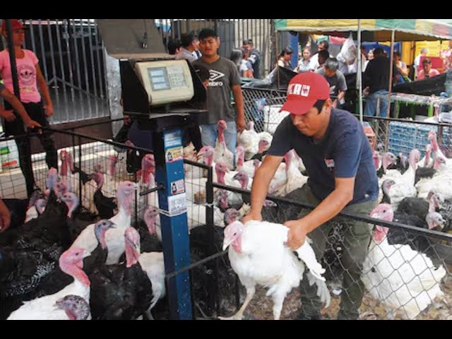 ⁣Navidad: Precio del pavo en San Luis baja un día antes de la Nochebuena