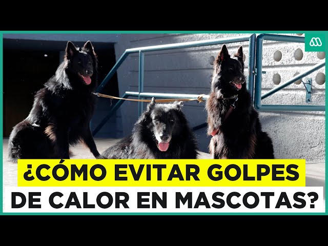 ⁣Verano para Mascotas: ¿Cómo evitar golpes de calor?