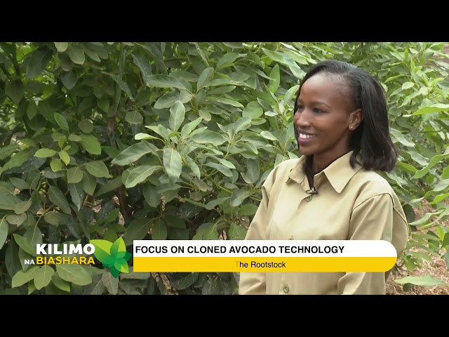 ⁣Focus On Cloned Avocado Technology | Kilimo na Biashara