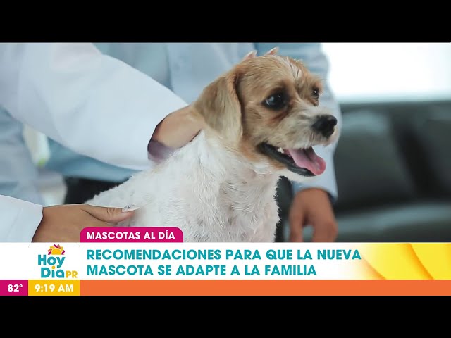 ⁣Cómo hacer que tu nueva mascota se adapte a la familia