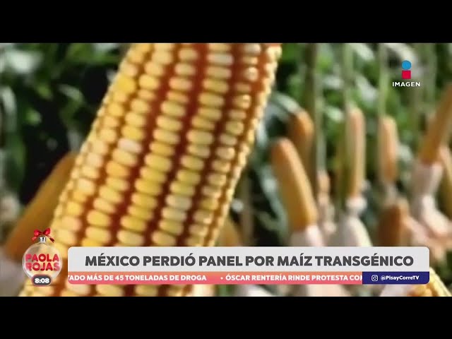 ⁣México pierde la disputa con Estados Unidos por el maíz transgénico | DPC con Paola Rojas