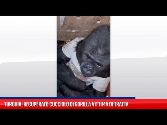 ⁣Turchia, recuperato cucciolo di gorilla vittima di tratta