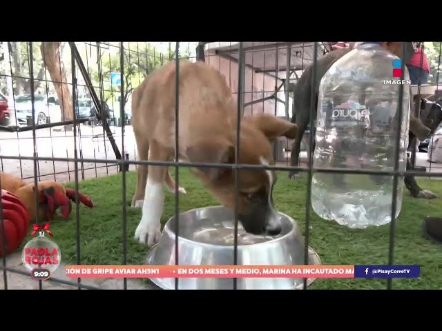 ⁣¡Los perritos peregrinos continúan en búsqueda de un hogar! | DPC con Paola Rojas