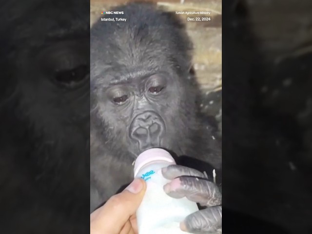 ⁣Turkish authorities have seized a baby gorilla that was trying to be smuggled through the country.