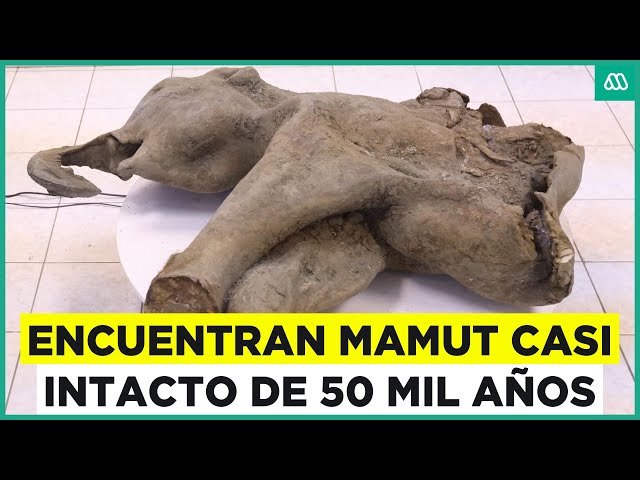 ⁣Rusia expone un pequeño mamut casi intacto de más de 50.000 años