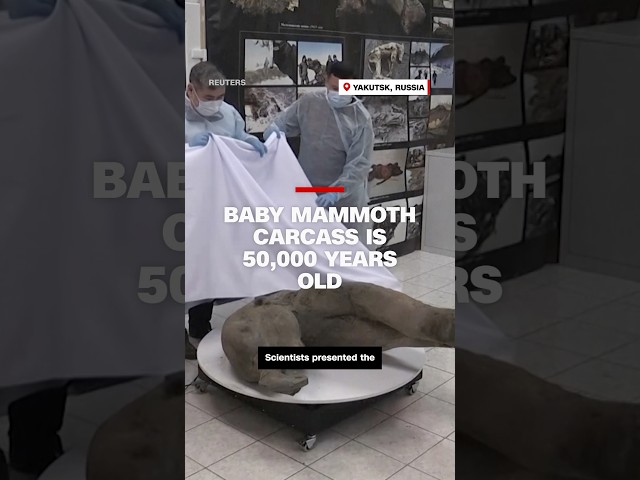 ⁣Baby mammoth carcass is 50,000 years old