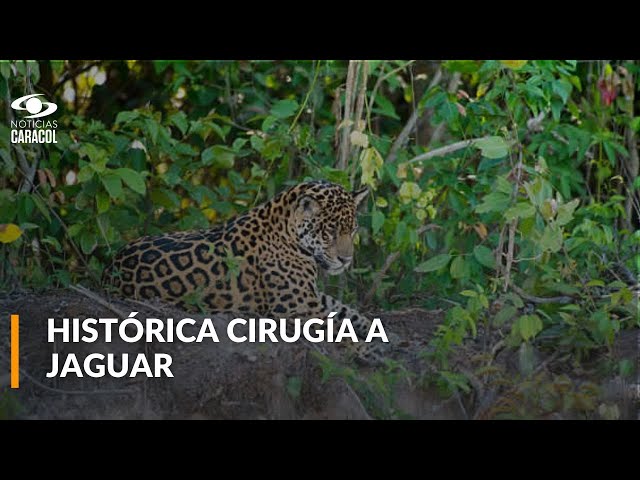 ⁣Histórico: exitosa cirugía de cataratas a jaguar en Colombia