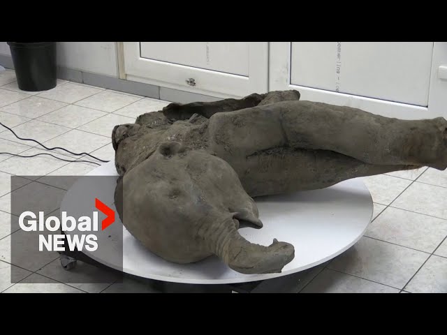 ⁣Remarkably well-preserved 50,000-year-old mammoth carcass discovered in Siberia