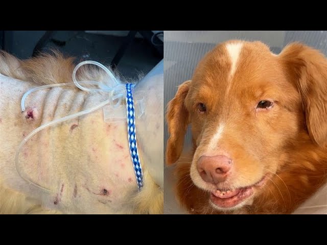 ⁣Therapy dog mauled in Vancouver