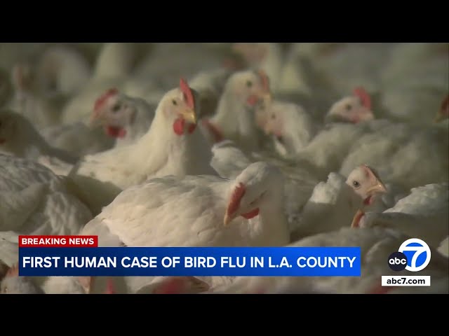 ⁣First human case of H5 bird flu detected in Los Angeles County