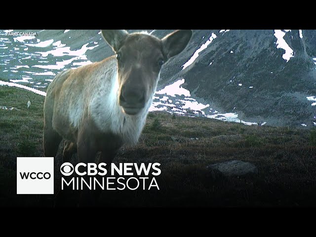 ⁣Caribou struggling after devastating wildfires in Canada