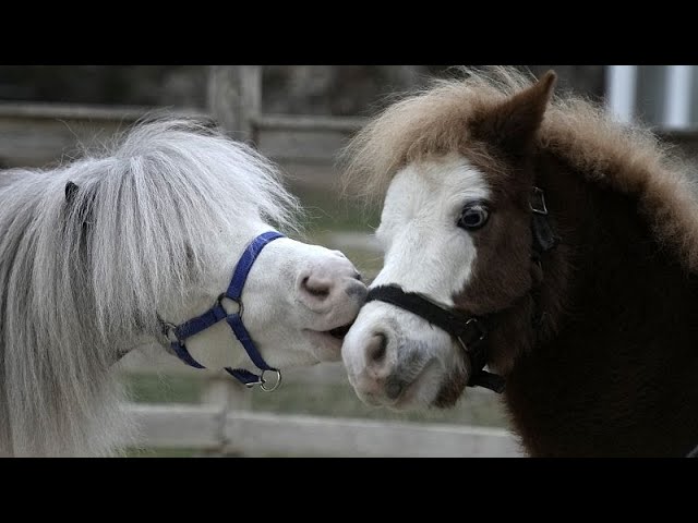 ⁣Miniature therapy horses bring joy to Athens’ vulnerable communities