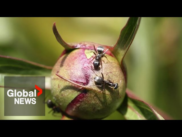 ⁣Ants could help find new drugs, scientists say