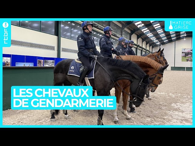 ⁣Les chevaux de gendarmerie : en selle ! - Matière Grise