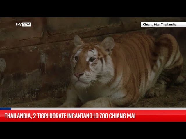 ⁣Thailandia, 2 tigri dorate incantano lo zoo Chiang Mai