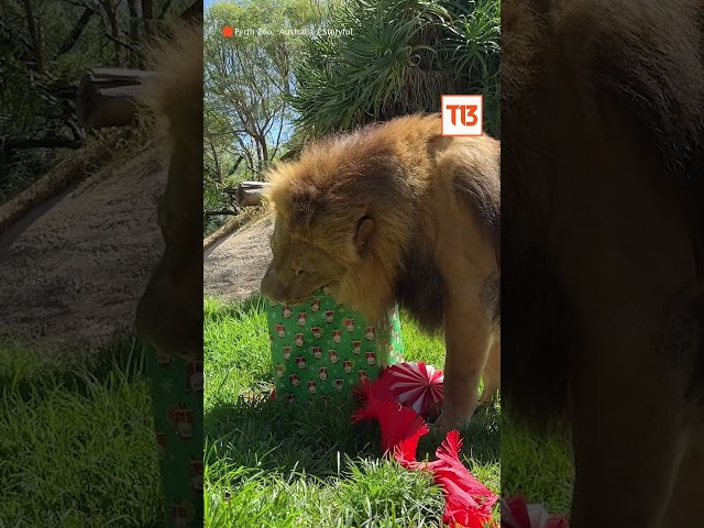 ⁣ Leones, tigres y hienas degustan dulces navideños en distintos zoológicos del mundo