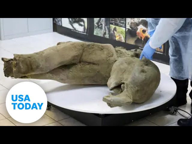 ⁣Video shows well-preserved baby mammoth found in Siberia | USA TODAY