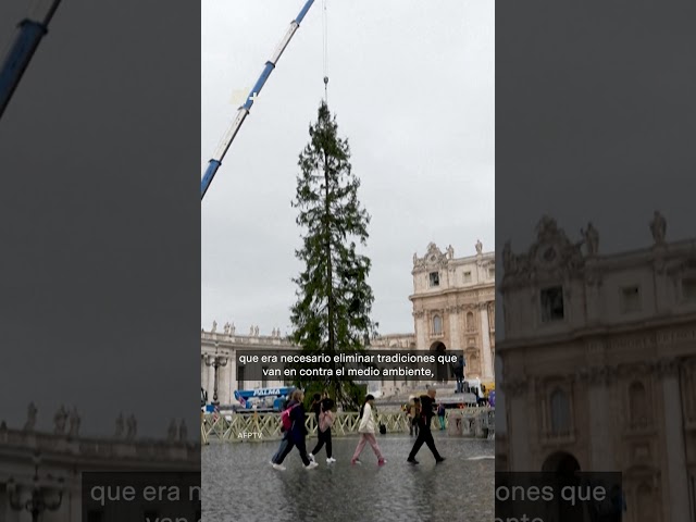 ⁣Talan Árbol de 200 Años para el Papa