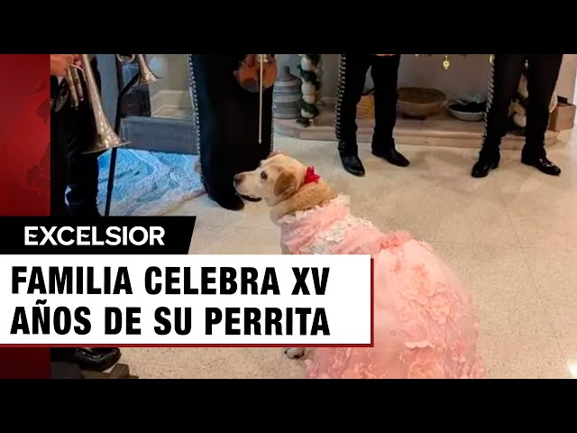 ⁣¡De ternura! Familia celebra los XV años de su perrita con una fiesta especial y se viraliza