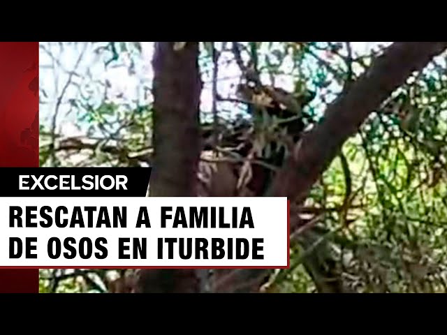 ⁣Rescatan a familia de osos de un pozo en Iturbide, Nuevo León