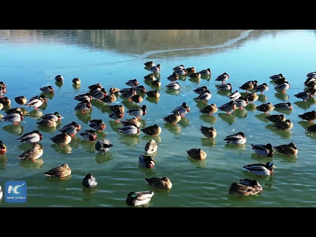 ⁣Ruddy shelducks revive frozen winter landscape in northwest China