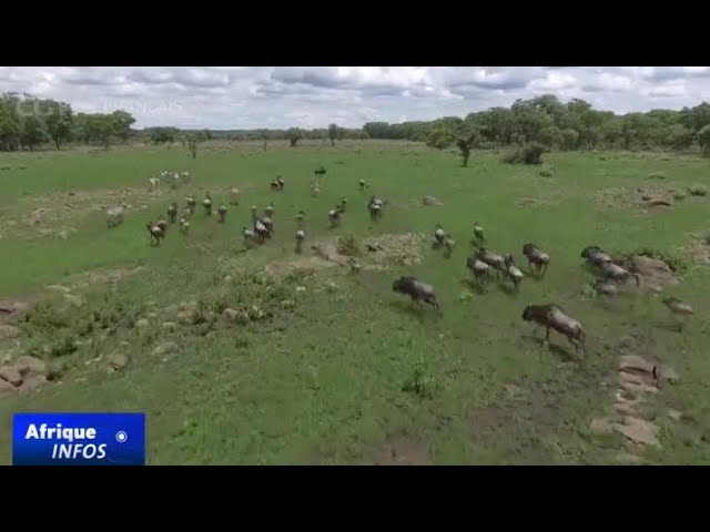 ⁣Zimbabwe : ouverture d'une enquête sur la mort d'animaux sauvages