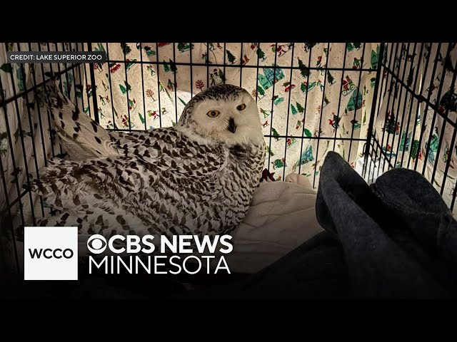 ⁣Owl rescued at Bentleyville in Duluth