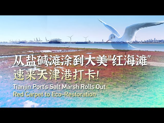 ⁣Tianjin Port's salt marsh rolls out red carpet to eco-restoration