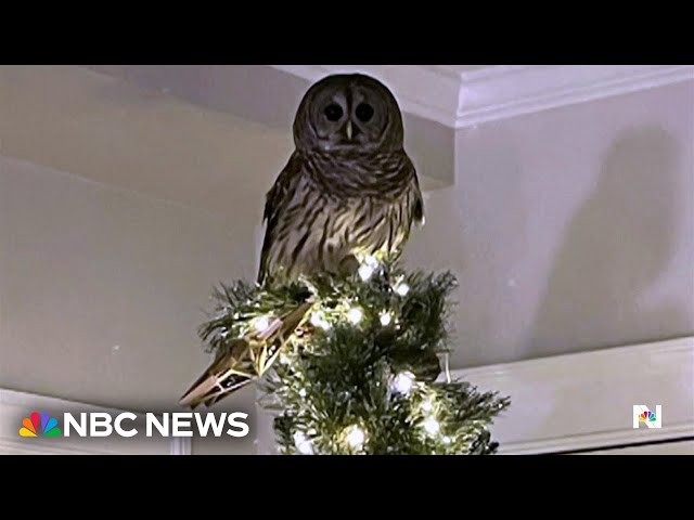 ⁣Good News: Owl surprises Virginia family by perching atop Christmas tree