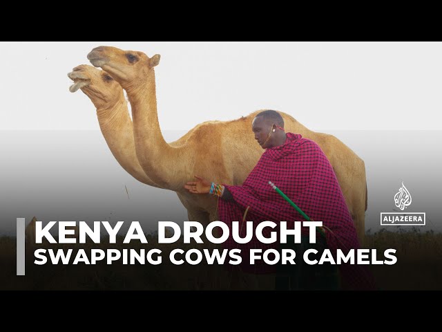 Kenyan herders swapping cows for camels to cope with severe drought