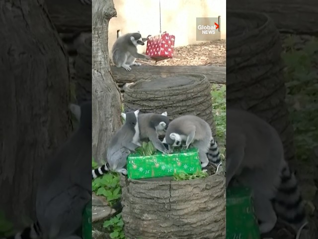 ⁣Animals at Italian zoo play with Christmas presents 