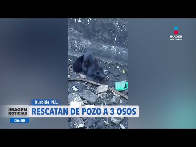 ⁣Tres osos rescatados en pozo de Iturbide MTY | Noticias MTY primera emisión