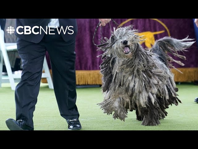 ⁣Ontario man ‘very excited’ to judge Westminster dog show