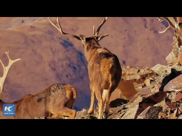 ⁣White-lipped deer spotted in northwest China