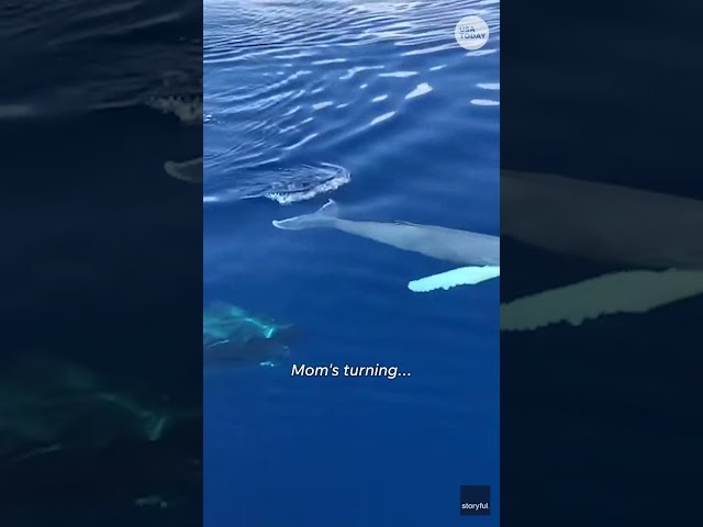 ⁣Whale calf splashes boat onlookers #Shorts