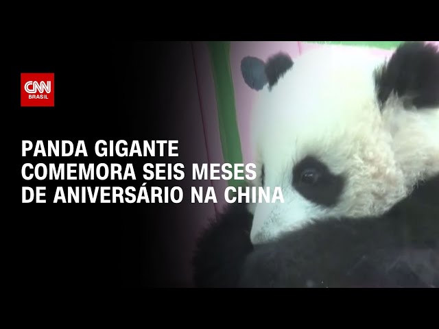 ⁣Panda gigante comemora seis meses de aniversário na China | CNN BRASIL