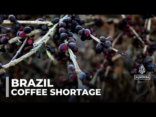 ⁣Brazil's coffee shortage: Producers work to mitigate climate change impacts