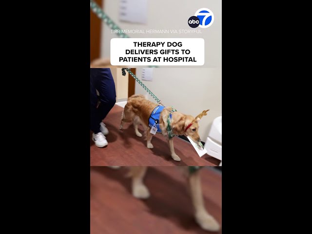 ⁣Therapy dog delivers Christmas gifts to patients at Texas hospital