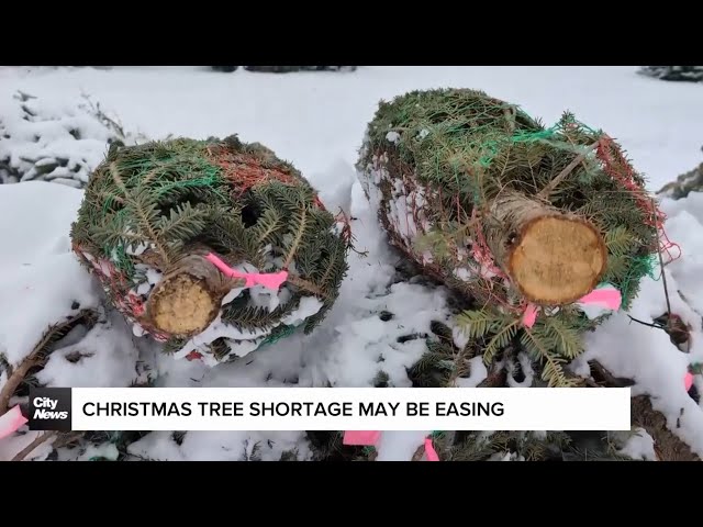 ⁣Years-long Christmas tree shortage starts to ease