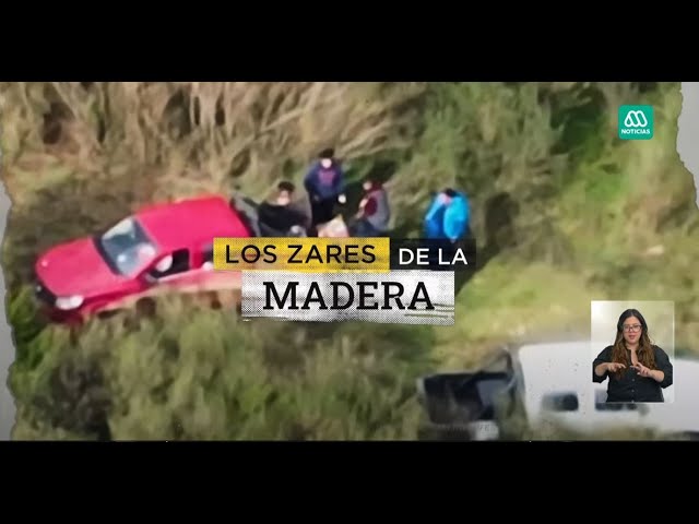 ⁣Los zares de la madera: La impactante organización criminal para ejecutar sus robos