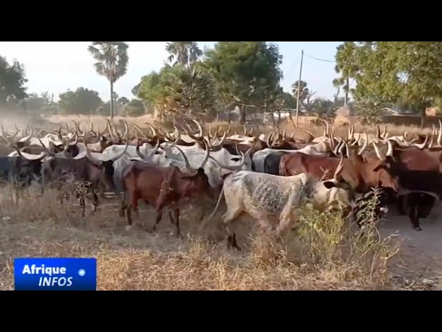 ⁣Afrique : recherche de solution entre agriculture et transhumance