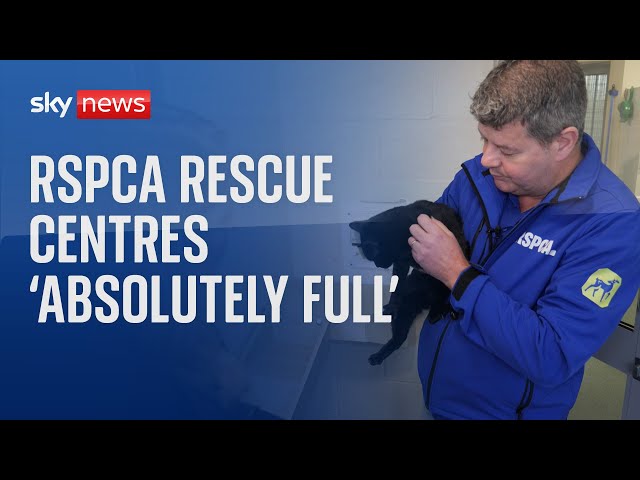 ⁣Animal welfare charities struggle with demand as people abandon their pets this winter