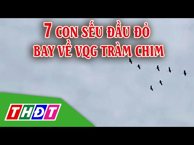 ⁣7 con Sếu đầu đỏ bay về Vườn Quốc gia Tràm Chim